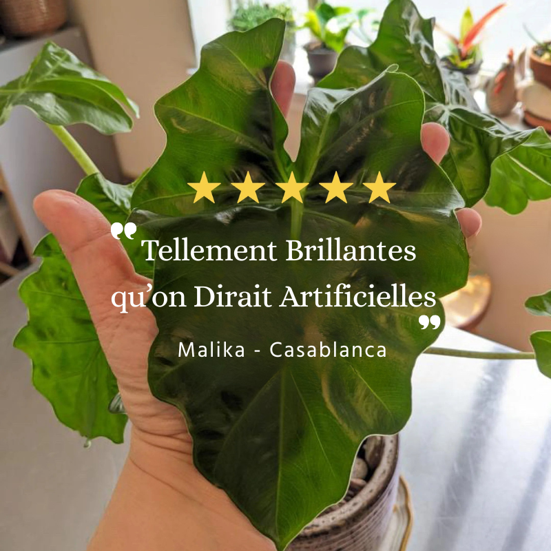 GREENBOOSTER ™- Le Miracle de la croissance !1L