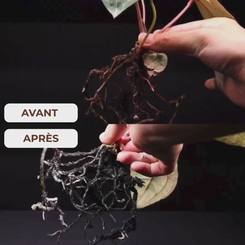 GREENBOOSTER ™- Le Miracle de la croissance !1L